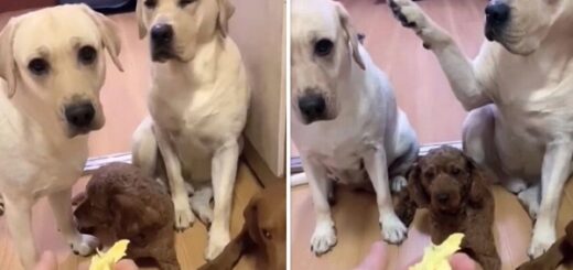 labrador dénonce son ami