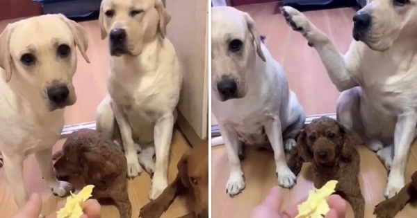 labrador dénonce son ami