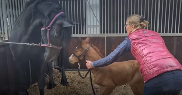 maman jument adopte poulain