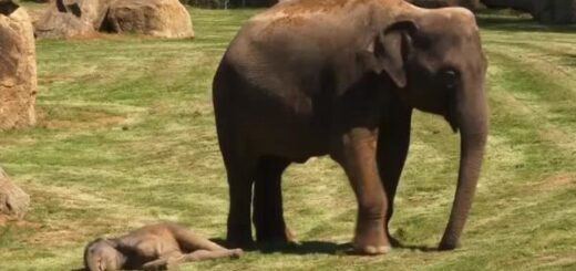 maman éléphant veut réveiller bébé