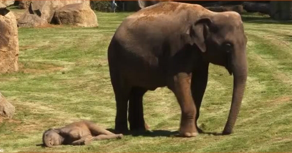 maman éléphant veut réveiller bébé