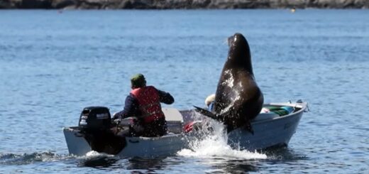 otarie grimpe dans un bateau