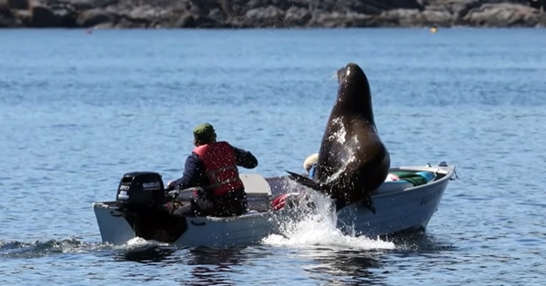 otarie grimpe dans un bateau