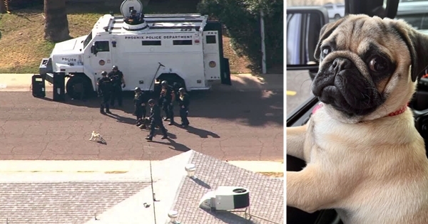 pug chien policier
