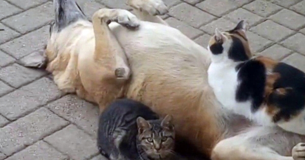 chat couché ventre chien