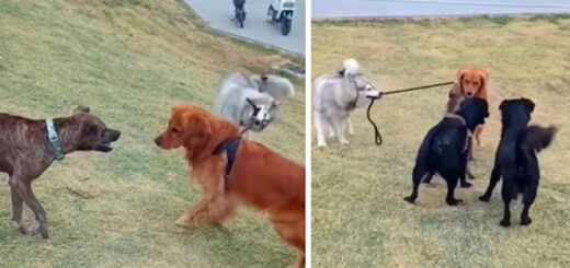 chien empêche frère de se battre