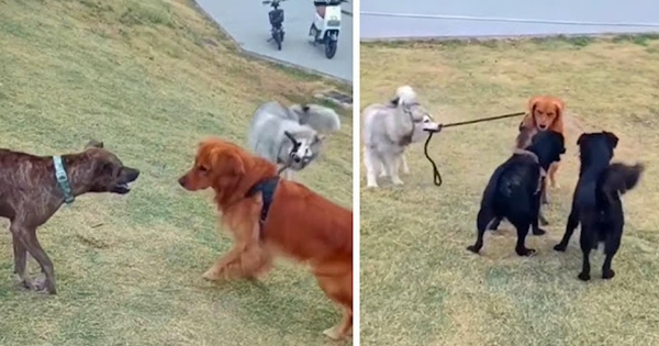 chien empêche frère de se battre