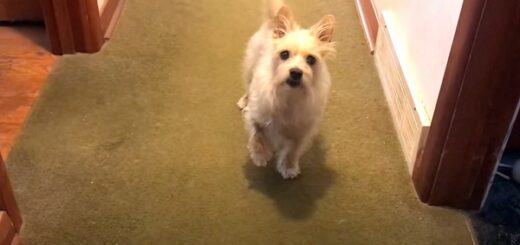 chien feint une blessure à la patte