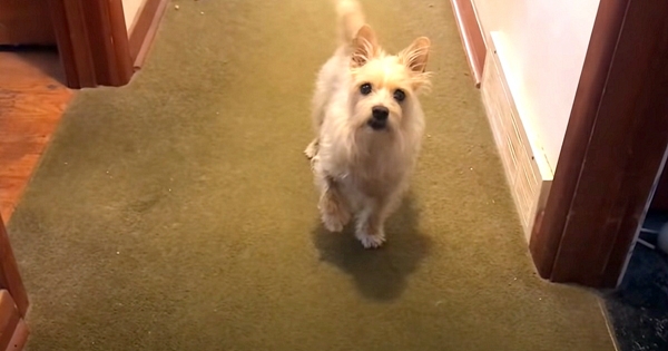 chien feint une blessure à la patte