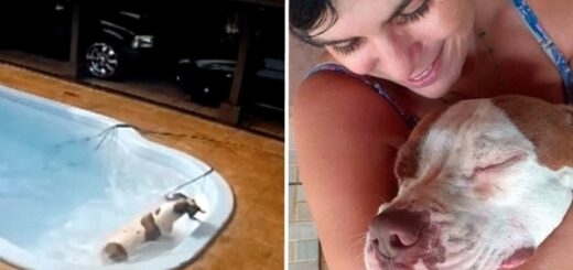 chien pitbull sauve chihuahua piscine