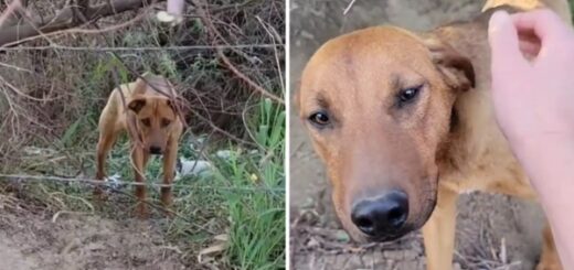 chien sauvetage zoomie