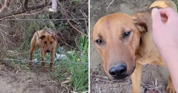 chien sauvetage zoomie