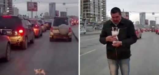 homme sauve chaton autoroute