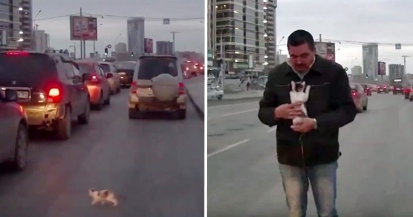 homme sauve chaton autoroute