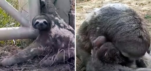 maman paresseux retrouve bébé