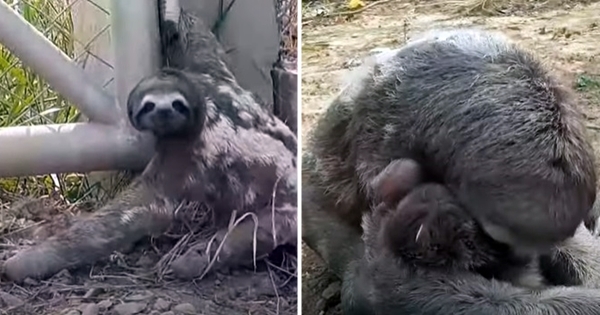 maman paresseux retrouve bébé