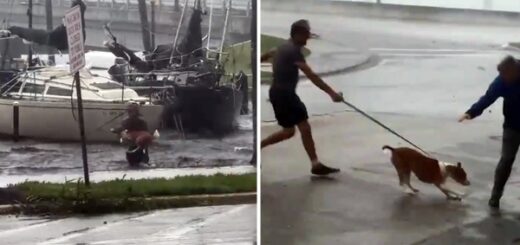 ouragan chien sauvé