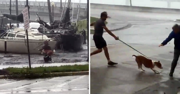 ouragan chien sauvé