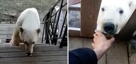 ourse boite conserve