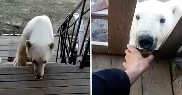 ourse boite conserve