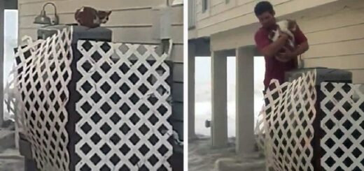 sauvage chat ouragan