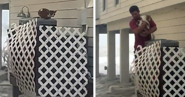 sauvage chat ouragan