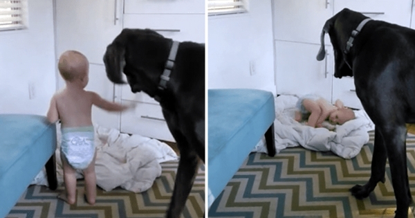 bébé vole le lit dogue allemand