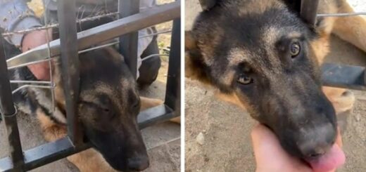 berger allemand cloture