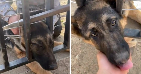 berger allemand cloture