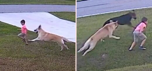 berger allemand sauve enfant