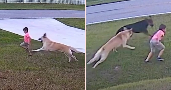 berger allemand sauve enfant