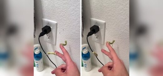 caméléons fruit mouche