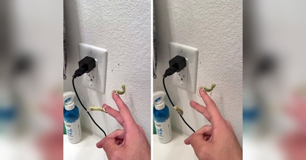 caméléons fruit mouche