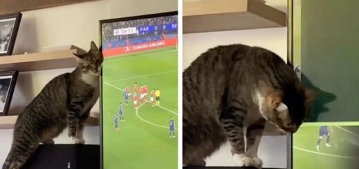 chat casse la télé pour voler la vedette