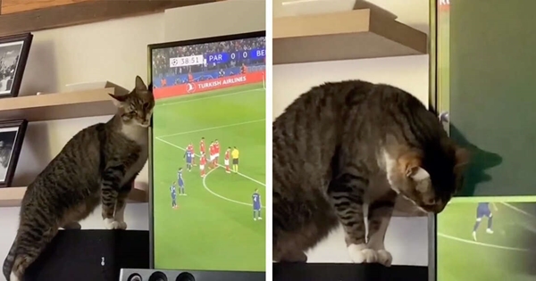 chat casse la télé pour voler la vedette