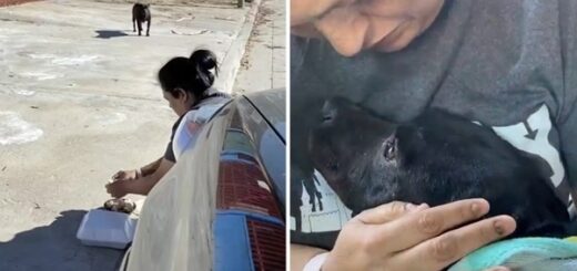 couple sauve une chienne errante enceinte