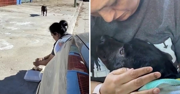 couple sauve une chienne errante enceinte