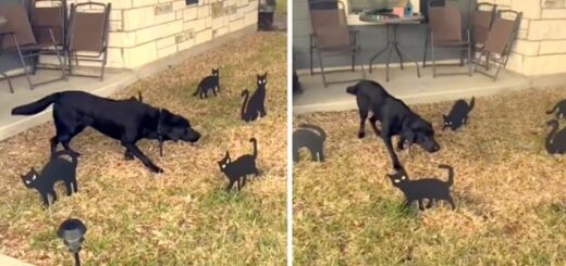 labrador peur chats noirs