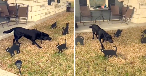 labrador peur chats noirs