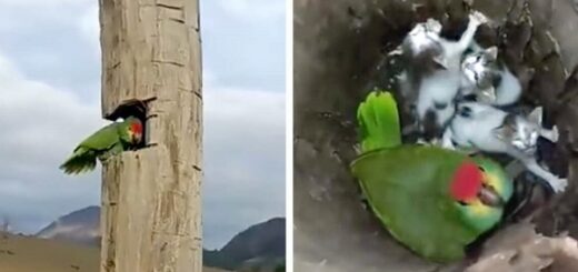 perroquet famille chaton