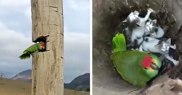 perroquet famille chaton