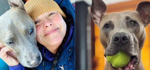 reaction chien aveugle retrouve sa balle