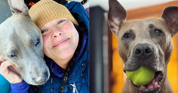 reaction chien aveugle retrouve sa balle