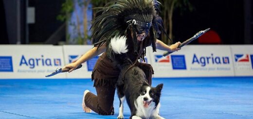 border collie danse