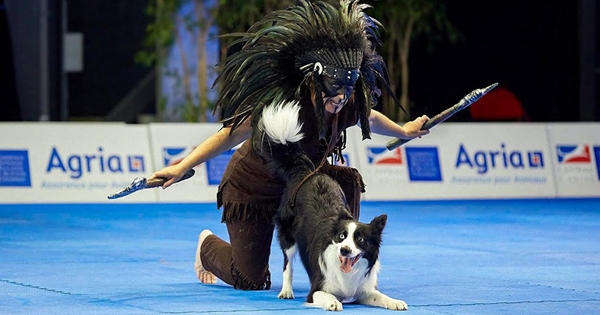 border collie danse
