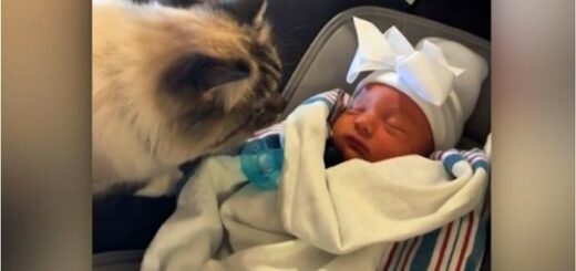 chat rencontre bébé