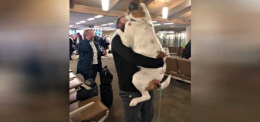 chien maitre aéroport