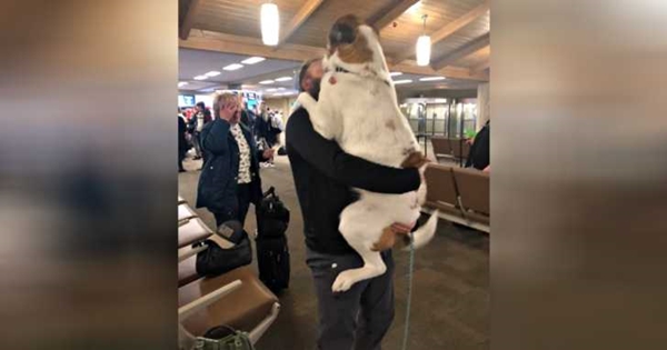 chien maitre aéroport