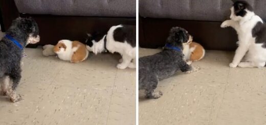 chien protège conchon d'inde chat