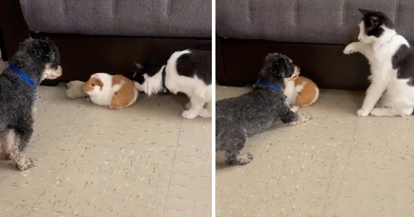 chien protège conchon d'inde chat